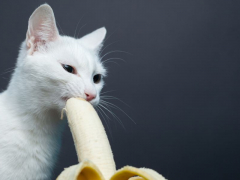 Cat enjoying a bite of banana