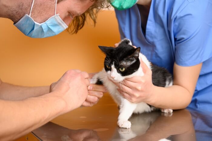 a cat receiving Benazepril, highlighting the role of this medication in managing certain medical conditions in felines, and the significance of proper veterinary guidance in its administration.