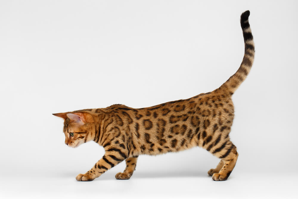 Bengal Cat playful walking