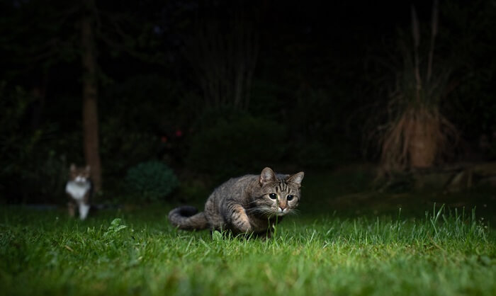 cat walking at night