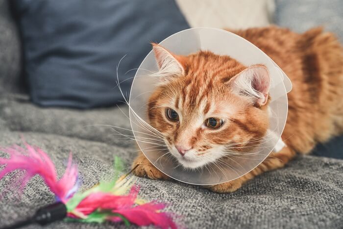 cat wearing an Elizabethan collar