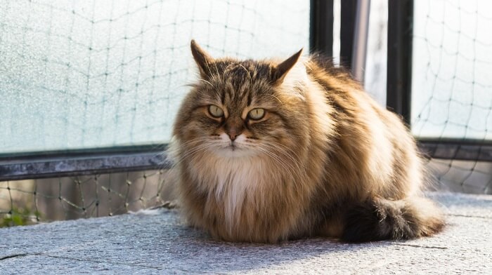 Fluffy Siberian cat, showcasing the breed's signature luxurious coat