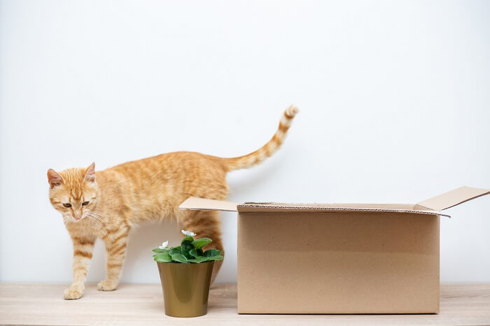 yellow cat exploring the surroundings of a carboard box