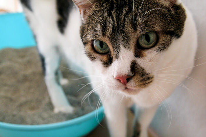 Cat exiting the litter box.