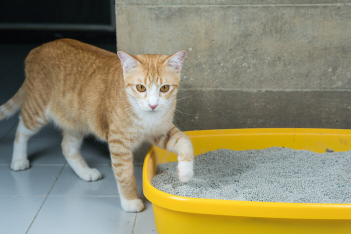 cat with litter box