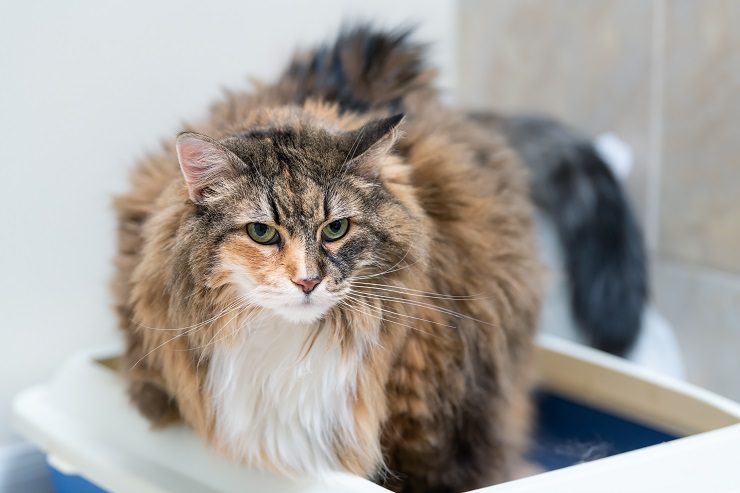 Similarities Between Tortoiseshell And Calico Cats