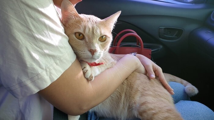 Cat on a car ride