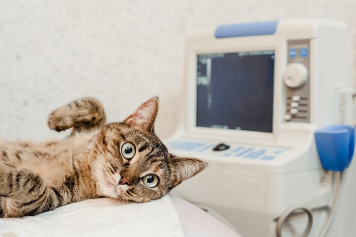 cat lying at the veterinarian's office