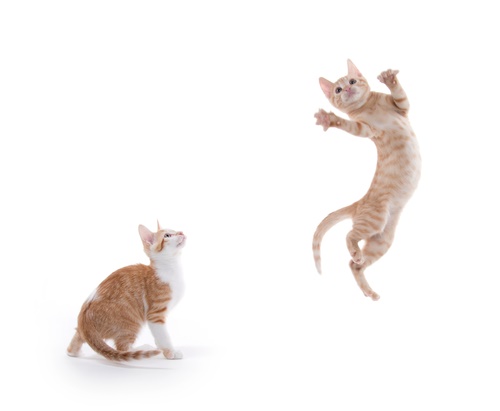 two orange kittens playing