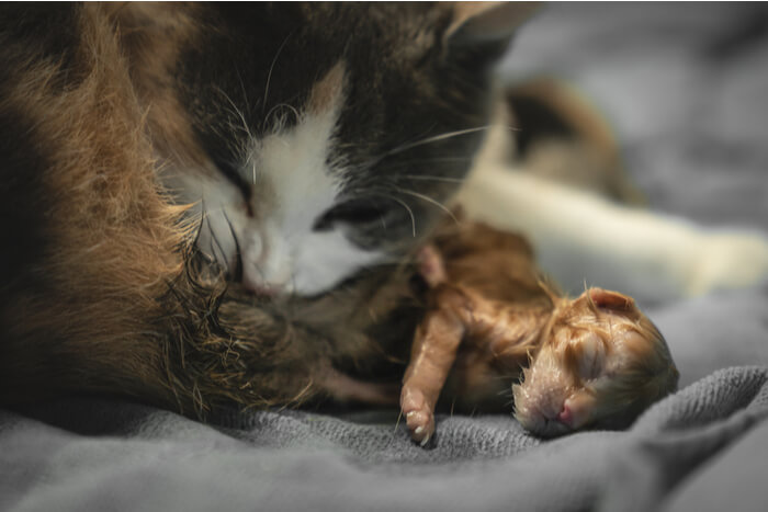 foster cat with kittens