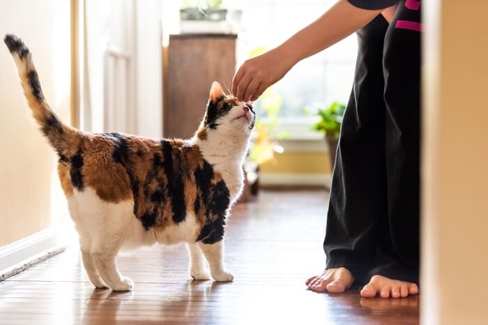 Giving treats to a cat.