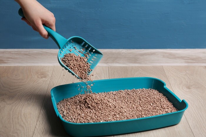 cat litter box