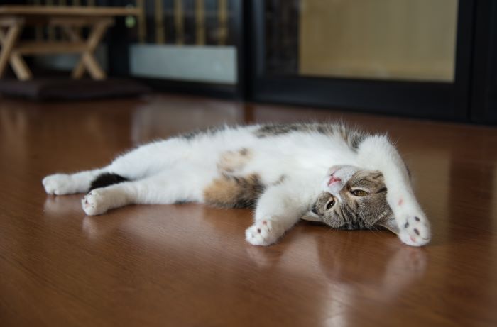 An endearing image capturing a cat engaged in social rolling behavior, where the cat rolls onto its back, displaying trust and a desire for interaction, inviting positive engagement from humans or other companions.