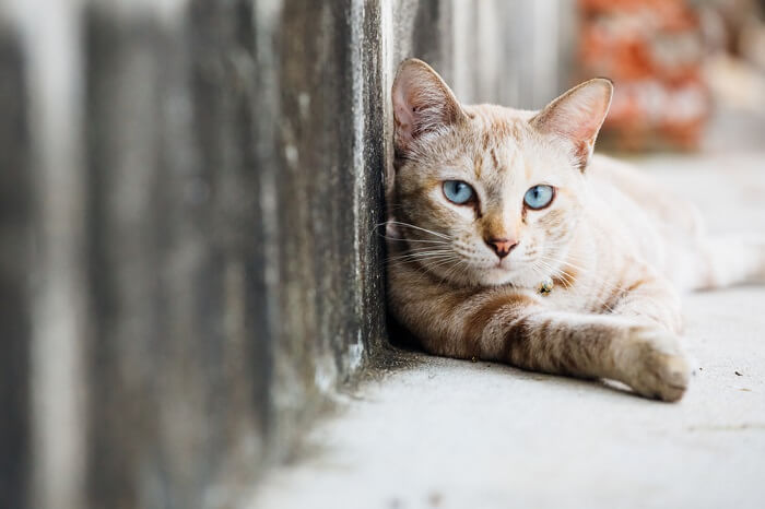 stray cat laying in the street