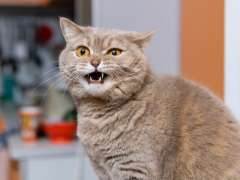 A cat featured in the image with a hoarse expression