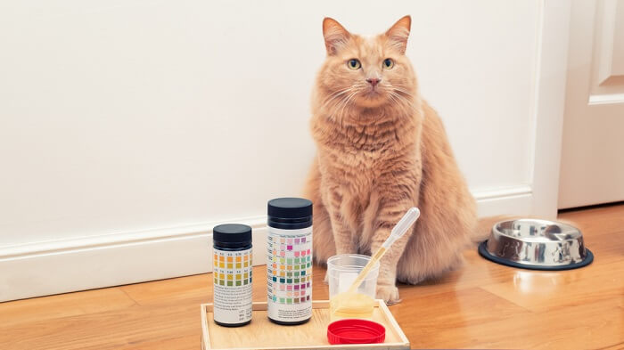 Cat undergoing a kidney test in a veterinary setting