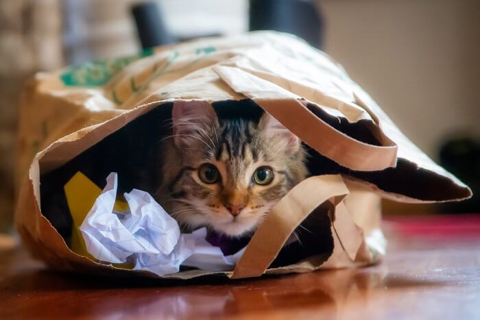 Cat hiding in a grocery bag.