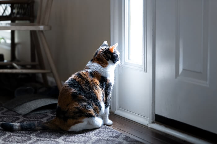 Image featuring a sad Calico cat.