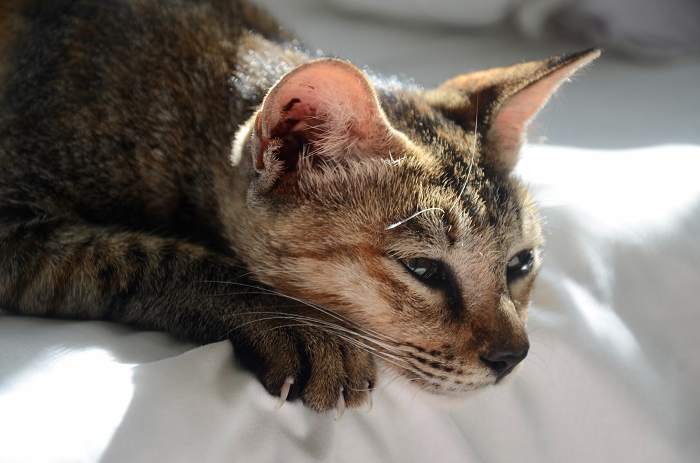 grieving cat lying on the bed