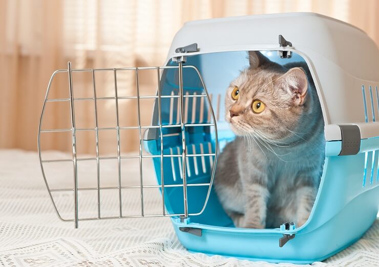 Cat carrier box