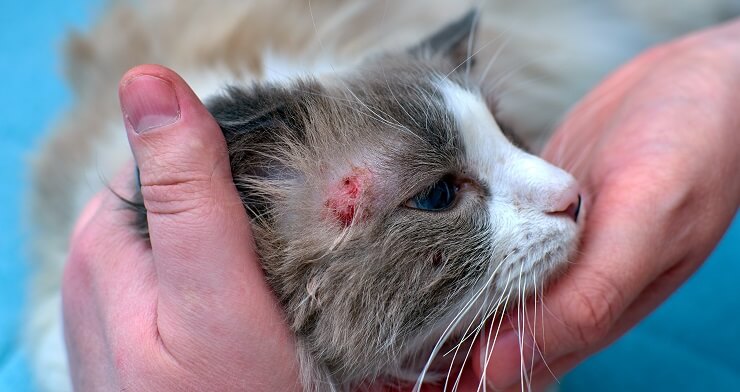 A container of medication or treatment for skin disease in cats, possibly indicating a solution for feline dermatological issues.