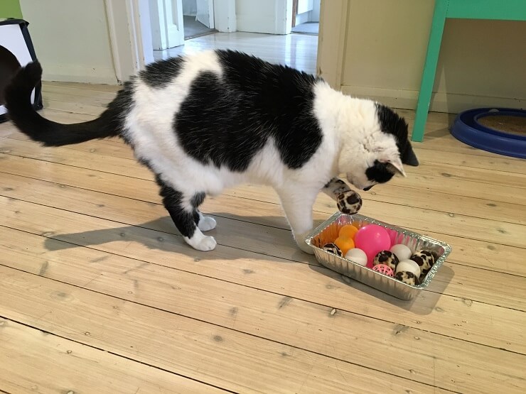 Image showcasing a homemade puzzle feeder for cats, created by Melina, designed to stimulate mental engagement and slow down eating.