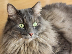 A close-up of a cat's face, showcasing the beauty and unique features of feline facial anatomy.