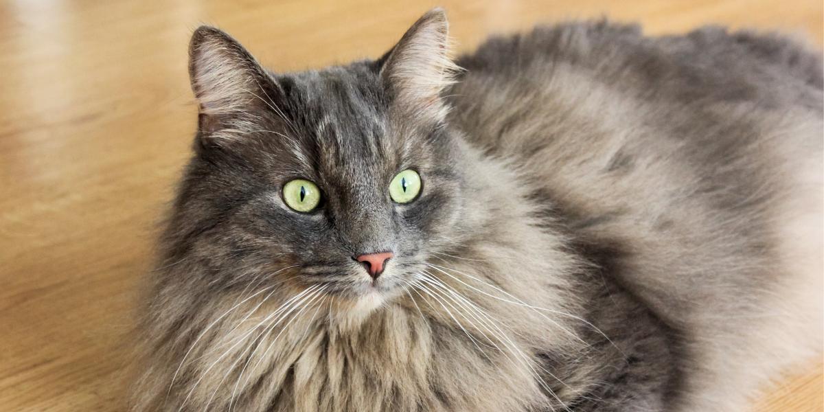 A close-up of a cat's face, showcasing the beauty and unique features of feline facial anatomy.