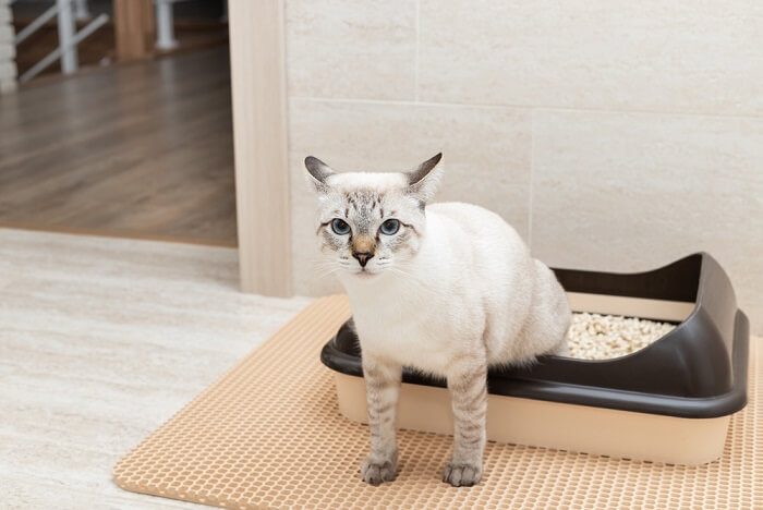 Cat inside a litter box