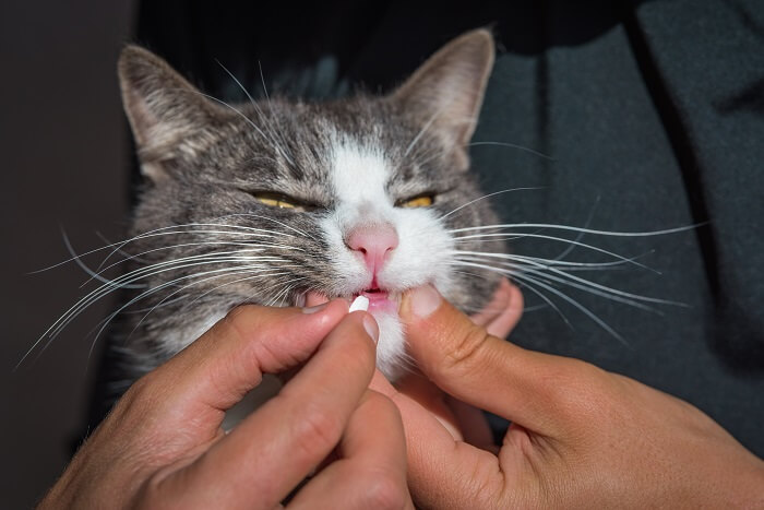 Cat medication for pain, emphasizing the use of pharmaceuticals to alleviate feline discomfort and promote their well-being.