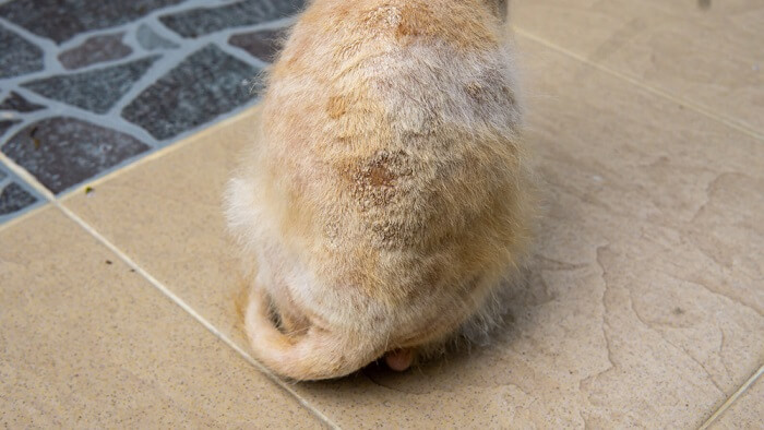 A cat sitting on a tiled floor.