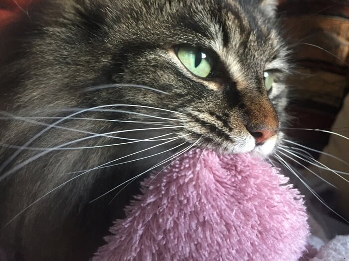 Image of a cat engaged in suckling behavior on a blanket, reflecting a comforting and self-soothing action reminiscent of kittenhood.