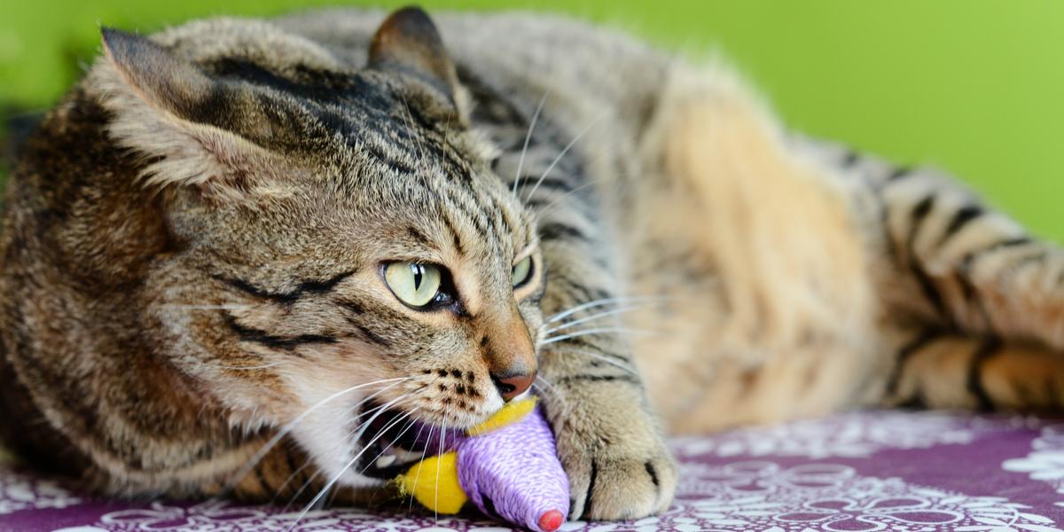 Image capturing a cat engaged in suckling behavior, a natural instinct often displayed as a comforting action, reminiscent of kittenhood.