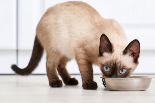 The Complete Feeding Guide From Kittens to Seniors