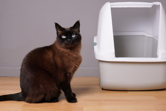 6 Common Reasons Why Cats Pee Outside the Litter Box