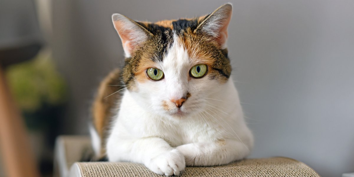 Cat comfortably seated in a scratching bed.