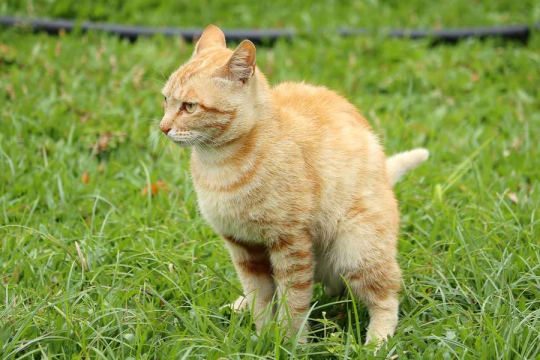Why Doesn't My Cat Cover Her Poop? Top 6 Causes Explained