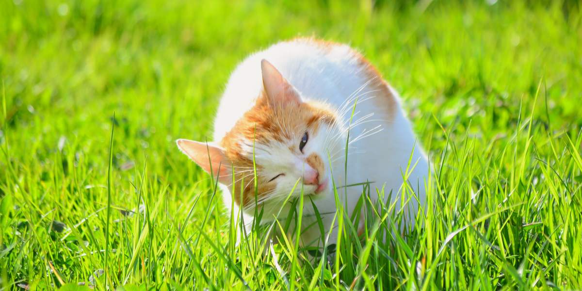 Cat eating grass