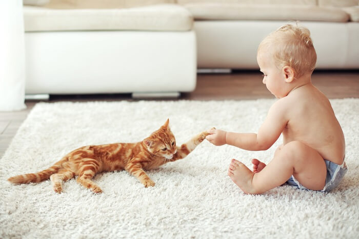 An adorable image of a cat and a baby shaking hands, symbolizing a delightful and gentle interaction between the two.