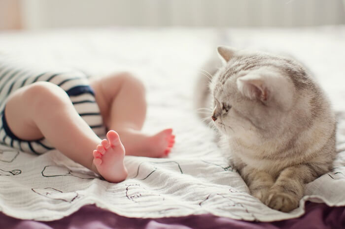 A heartwarming image of a cat and a baby sharing a precious moment of curiosity and connection.