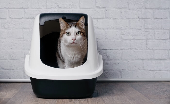 Assortment of cat litter boxes