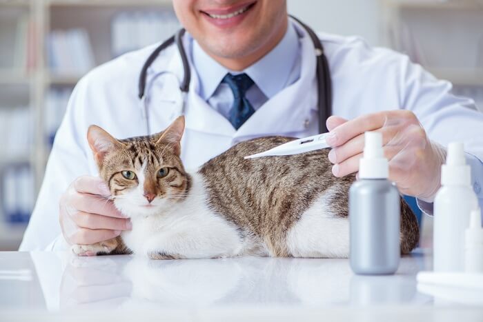 Measuring a cat's temperature.