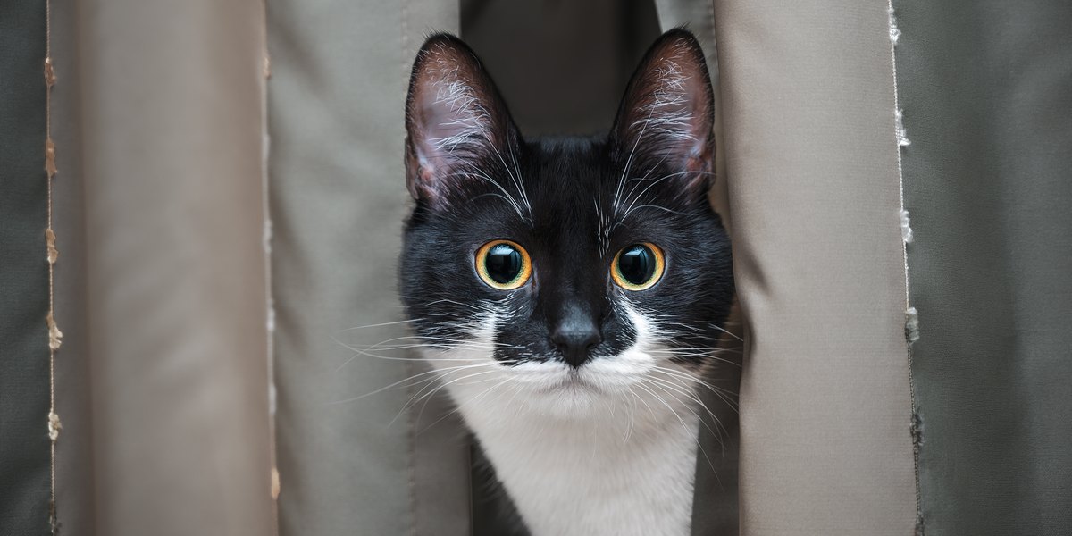 An intriguing image capturing a cat's intense stare, its eyes fixed with unwavering focus, hinting at its natural instinct and curiosity.