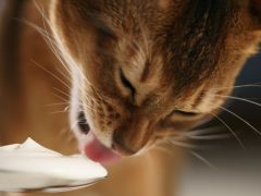 Image featuring cats and yogurt, exploring the concept of feline interest in dairy products.