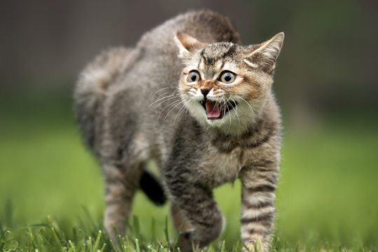 Why Do Cats Hiss & What You Need To Know