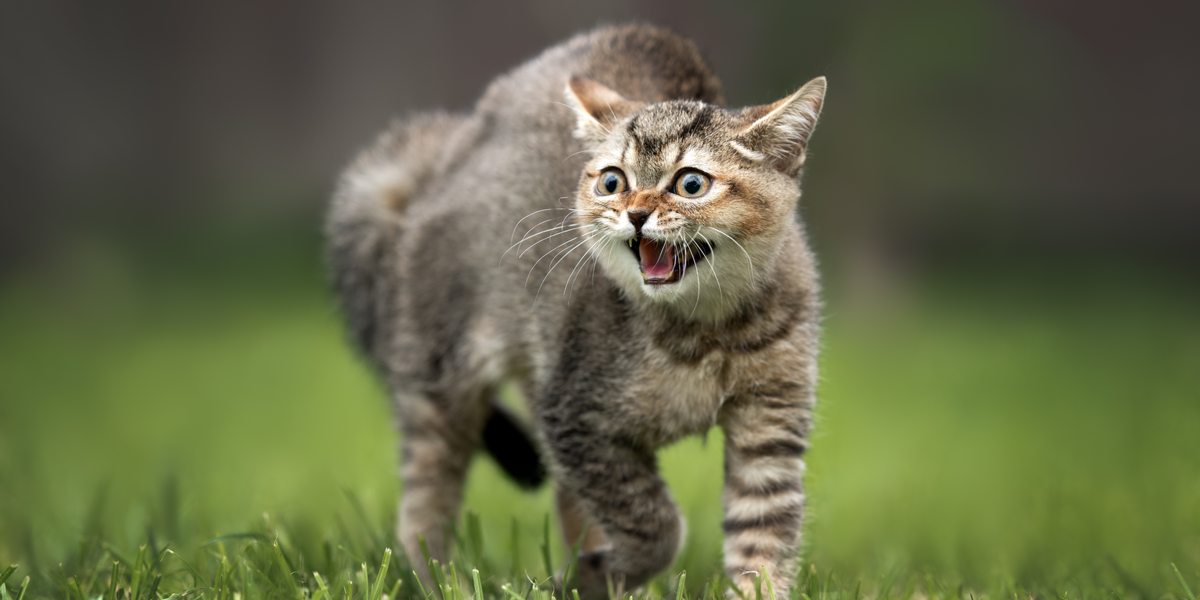 cat hissing and arching his backs