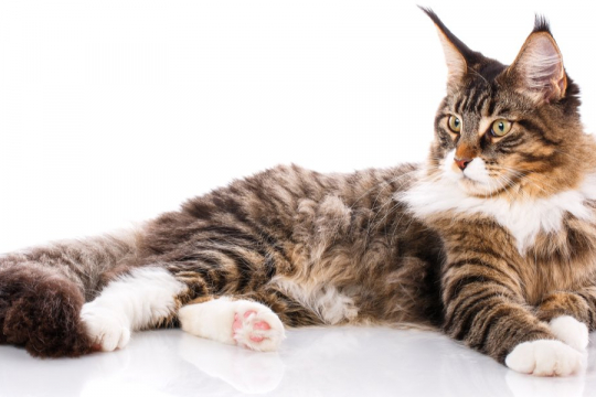 The 10 Largest Domestic Cat Breeds