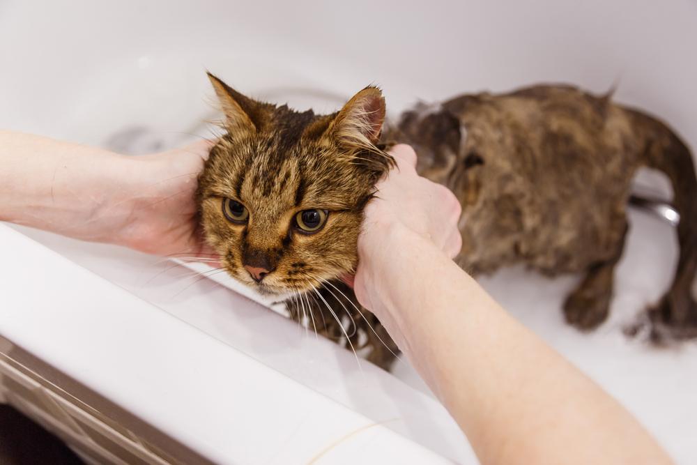 Washing a cat in the bathroom, showcasing the essential grooming process for maintaining a clean and healthy feline.