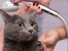 bathing under the shower of a domestic Russian blue cat