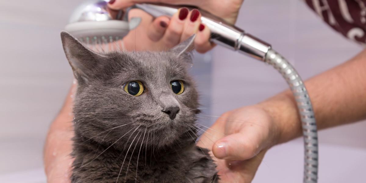 bathing under the shower of a domestic Russian blue cat